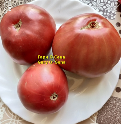 Томат Гари о Сена (Gary'O Sena)