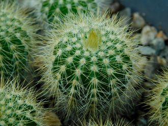 Eriocactus warasii HU 1489 (D=18-20mm)