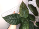 Ficus aspera cannonii / Фикус Аспера Канони