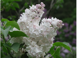 Красавица Москвы