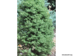 Ель сизая Коника - фото хвои - красовский-сад.рф