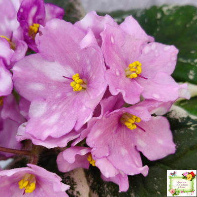 Rivermist Beguiling (J. Baker) (10971) 04/13/2018