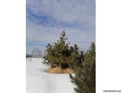 Кедр - фото в питомнике 9 - красовский-сад.рф