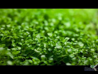 MICRANTHEMUM TWEEDIEI "MONTE CARLO"/ МИКРАНТЕМУМ "МОНТЕ КАРЛО" (меристемный)