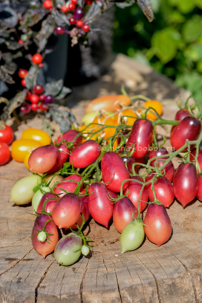 Томат Märchenfee (Сказочная фея), 10 шт