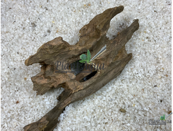 Коряга Мангровая Дракон XXXS (5-15cм)