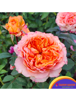 Каралуна (Caraluna)