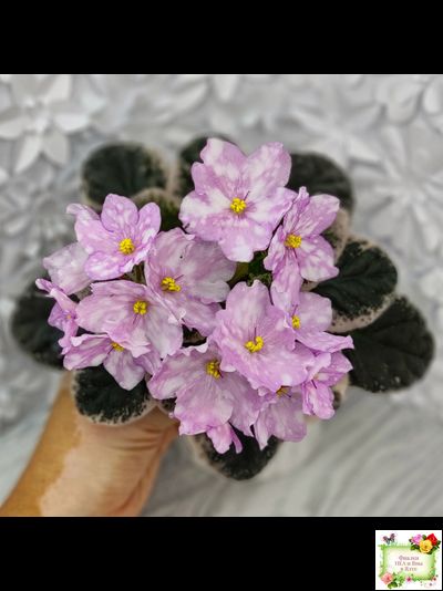 Rivermist Beguiling (J. Baker) (10971) 04/13/2018