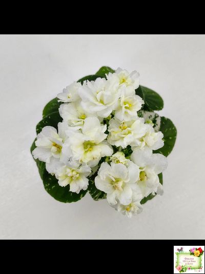 Adirondack Moon (S. Sorano) (детка)