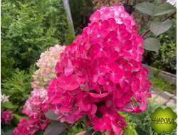 Гортензия метельчатая "Самарская Лидия". Самая яркая гортензия в Подмосковье!