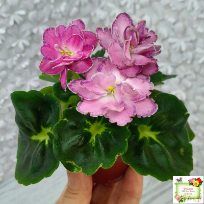 АВ-Фаберже (Фиалковод) 2022 г.