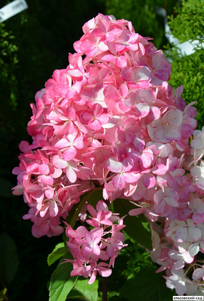 Купить Гортензия метельчатая Сандей Фрайс в Москве - Фото - Красовский-Сад.рф