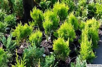 Туя Хурикейн - Hurricane