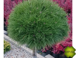 СОСНА НА ШТАМБЕ "ВАРЕЛЛА" (штамб 70 см)