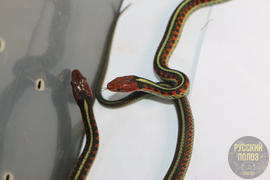 Калифорнийский подвязочные уж, Thamnophis sirtalis infernalis, California red-sided garter snake