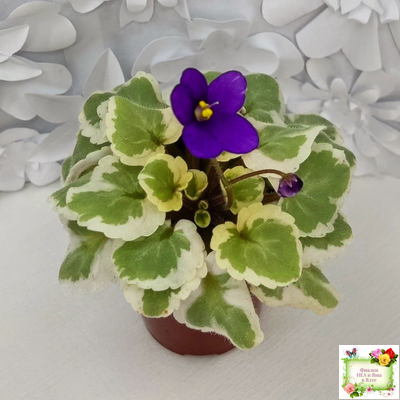 Milk’s Ten Cats (S.Fu) (05/31/2015) листовая химера