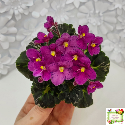 Mac's Pizzicato Paradise (G.McDonald) (пестролистный гёрл)