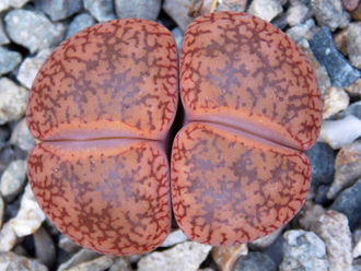 Lithops aucampiae v. koelemanii С016 (MG) - 10 семян