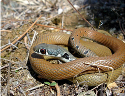 Оливковый полоз (Platyceps najadum)