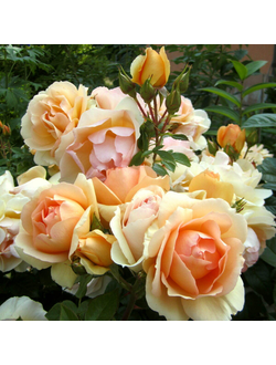 Ханзенштадт Росток (Hansestadt Rostock)