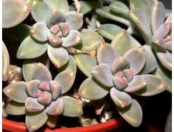 Graptosedum (Граптоседум)