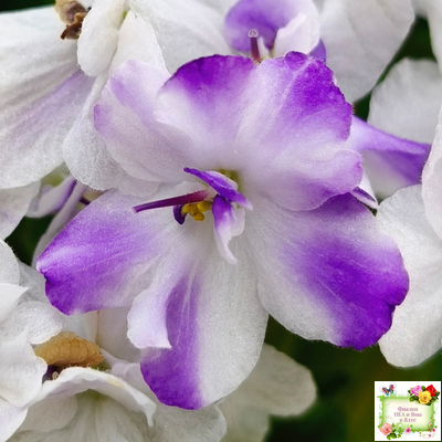 LV-Яночка (Л. Шевелева) 2023 г. трейлер (клакамас с кроновой пестролистностью)