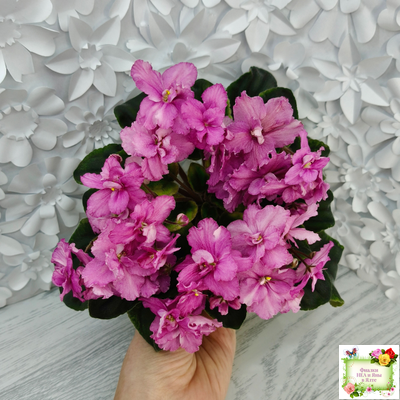 РС-Вещунья (С. Репкина) 2021 г. (клакамас с кроновой пестролистностью)