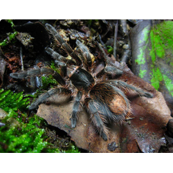 Plesiopelma longisternale