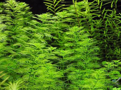 Myriophyllum matogrossense