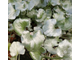 Dichondra Argentea Silver Falls