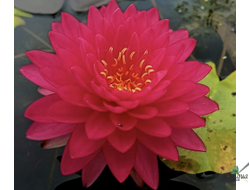 Нимфея  Варинда