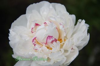 Paeonia Festiva Maxima