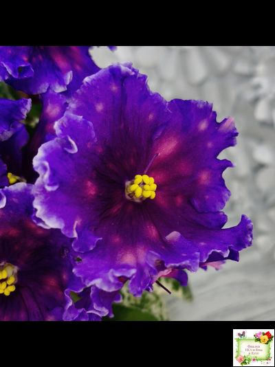 Nik-Сокровище Каравана (Н. Булко) 2022 г.