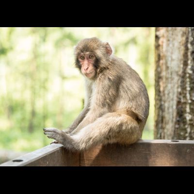 D0427 Обезьянка