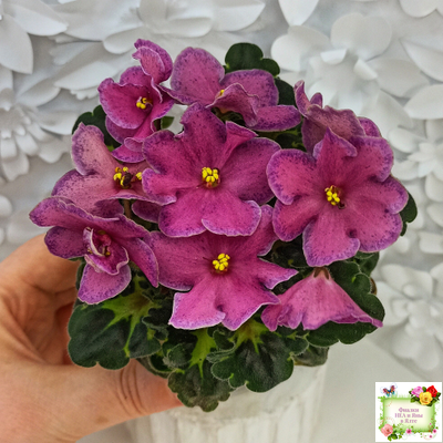 Ma's Melody Girl (O. Robinson) (гёрл-лист)