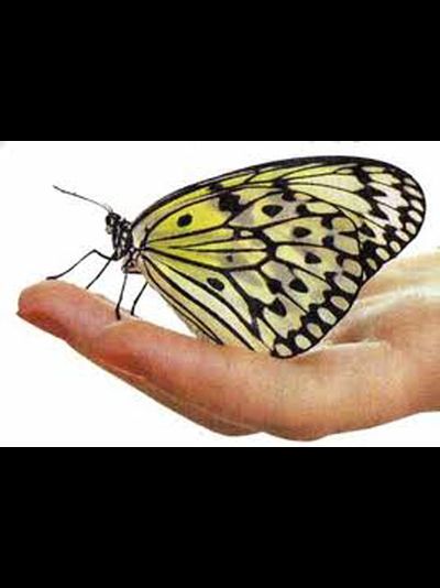 Салют из 10 тропических бабочек . Микс !