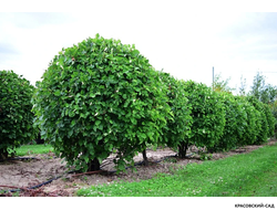 Топиар Боярышник кроваво-красный в форме шара