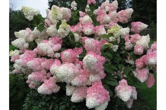 Ваниль фрейз (Vanille Fraise.)