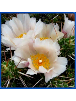 Maihuenia patagonica JN 1782