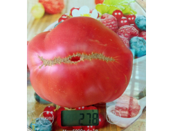 Томат Новое поколение Бурчема (Burcham's New Generation) США