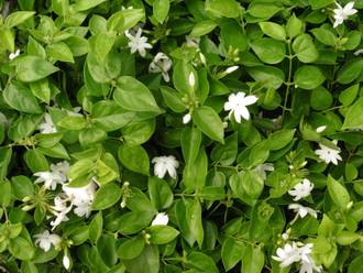 Jasminum sambac 1