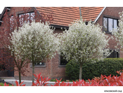 Вишня Убракулифера - Umbraculifera