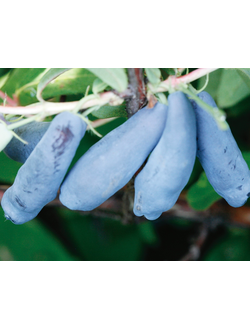 жимолость "бажовская"