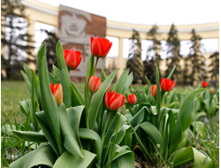 ВОЛГОГРАД. ЭЛИСТА