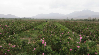 Роза дамасская (Rosa damascena), Иран, урожай 2024г,  1 г - 100% натуральное эфирное масло