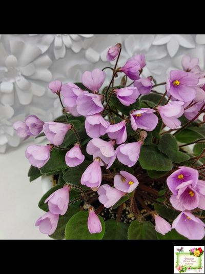 Flashy Trail (H.Pittman) TX Hyb трейлер