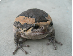 Лягушка украшенная бычья (Kaloula pulchra)