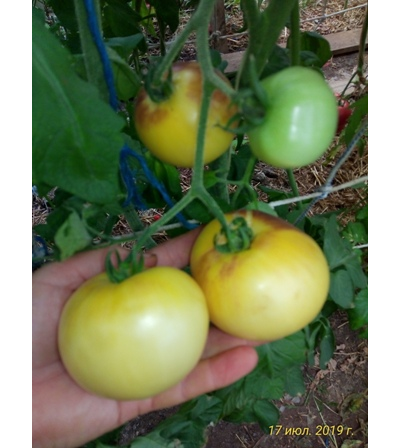 Томат Отличный белый блюз (Великолепный белый блюз, Great white blues)