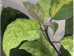 CLERODENDRON QADRILOCULARE YELLOW SPLAH VARIEGATED / КЛЕРОДЕНДРУМ ФЕЙЕРВЕРК ЖЕЛТАЯ ВАРИЕГАТНОСТЬ