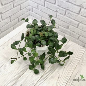 Hoya Carmelae NS 05-244